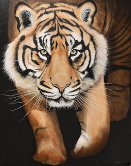 Sumatran Tiger, Kubu