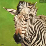 Zsa Zsa the Zebra