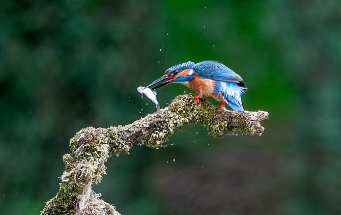 8G9W1576-Enhanced-NR