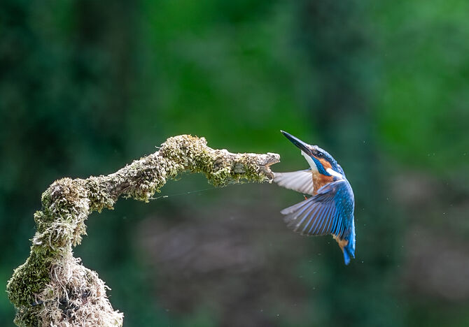 8G9W1602-Enhanced-NR