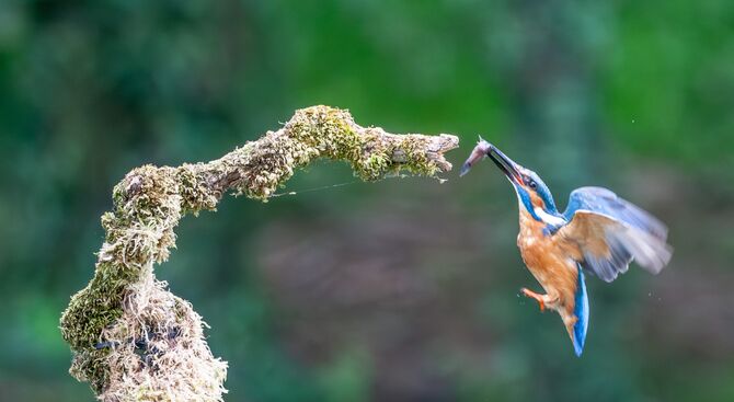 8G9W1973-Enhanced-NR