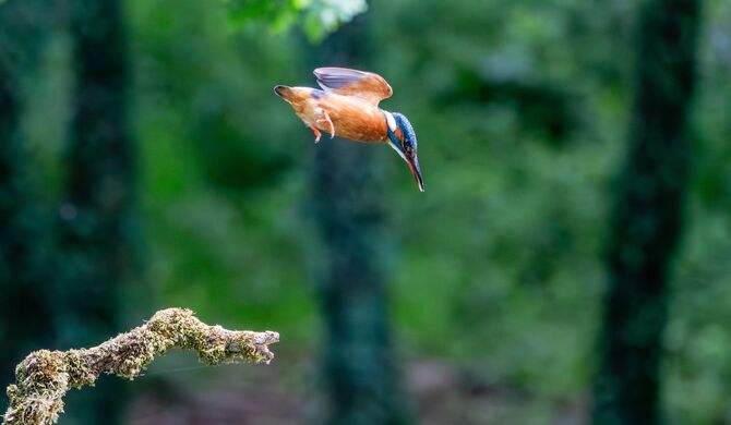 SB1D5956-Enhanced-NR