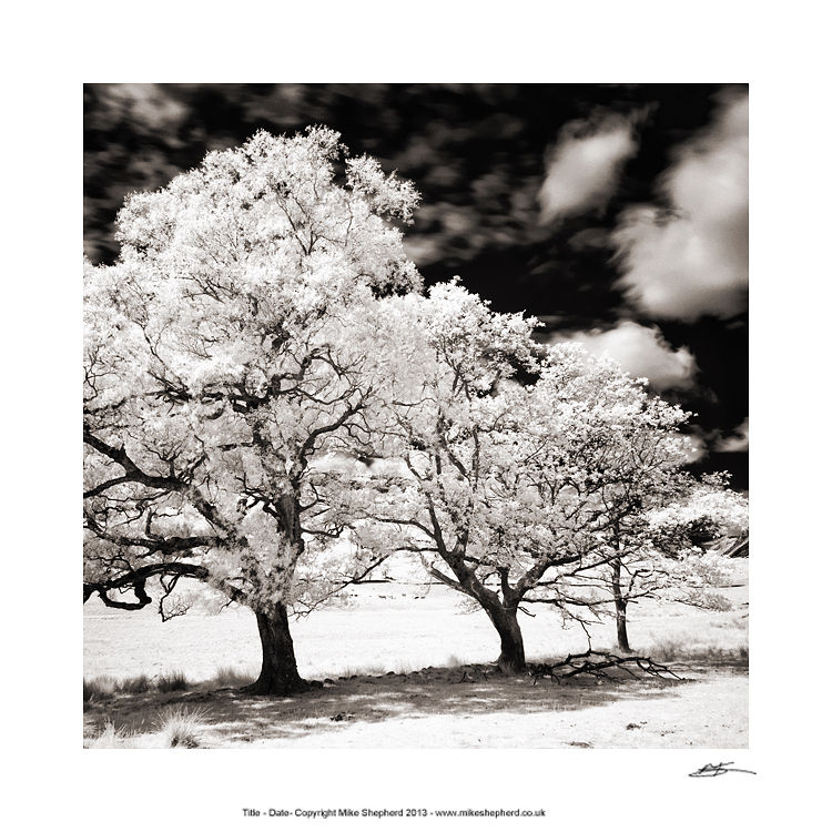 PP36 Infa Red Tree Study
