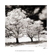 PP36 Infa Red Tree Study