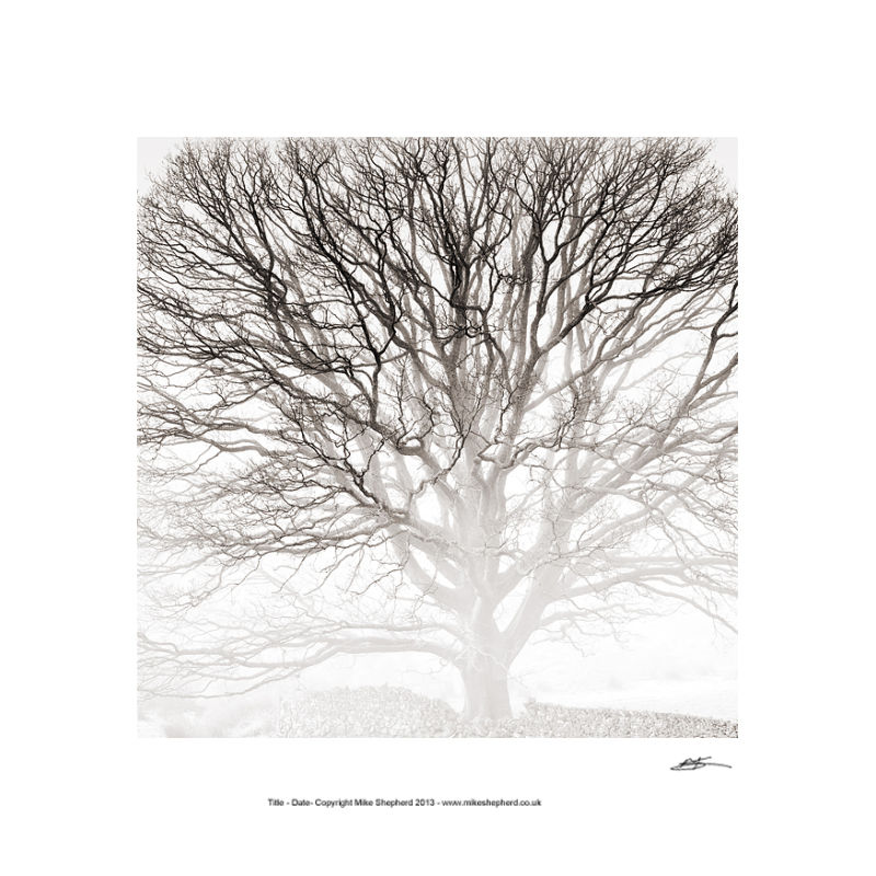 PP43 Winter Tree Study
