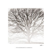 PP43 Winter Tree Study
