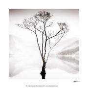 PP64 Silver Birch on Buttermere