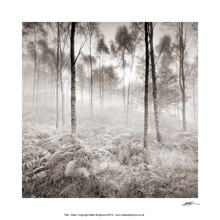 PP67 Woodland Morning Windermere