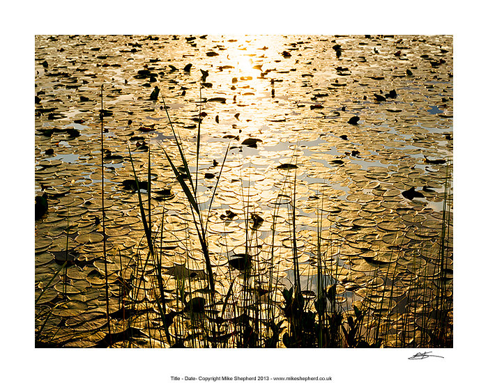 CPP54 - Lilies