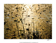 CPP54 - Lilies
