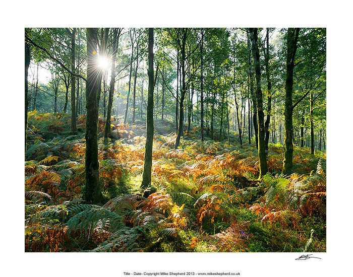 CPP39 Early Sunlight