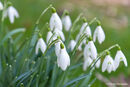Snowdrops in Morning Dew