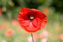 Solitary Poppy