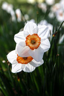 Daffodils in Morning Light