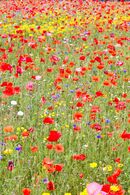 Sea Of Poppies