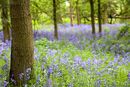 Bluebells