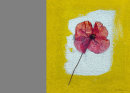 Yellow/Red Poppy