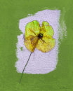 Yellow/Green Poppy