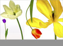 Four Tulips No6