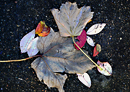 Garden Leaves No2
