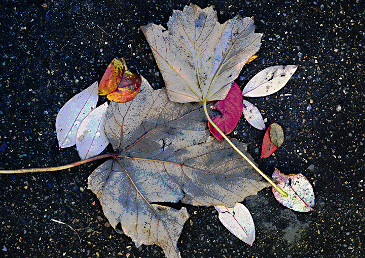 Garden Leaves No2