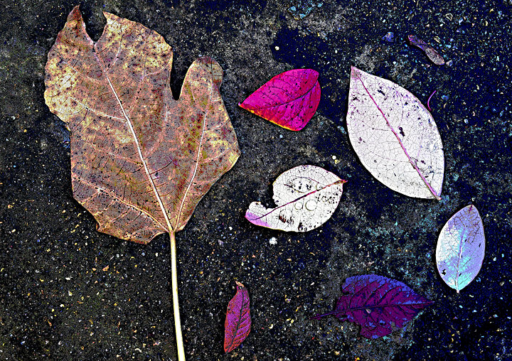 Garden Leaves No3