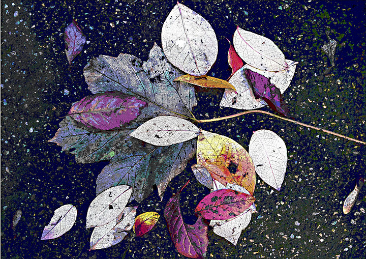 Garden Leaves No4