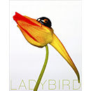 Ladybird