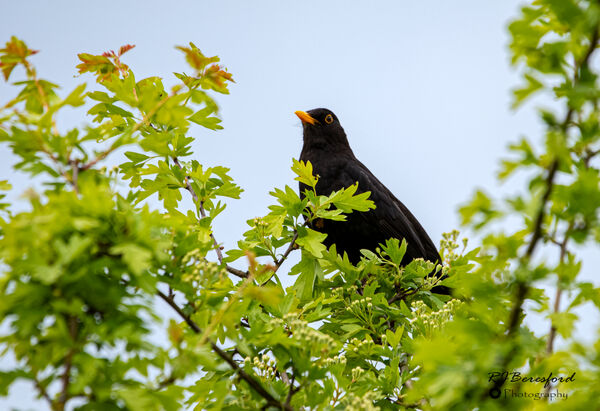 Blackbird in the TreeTops