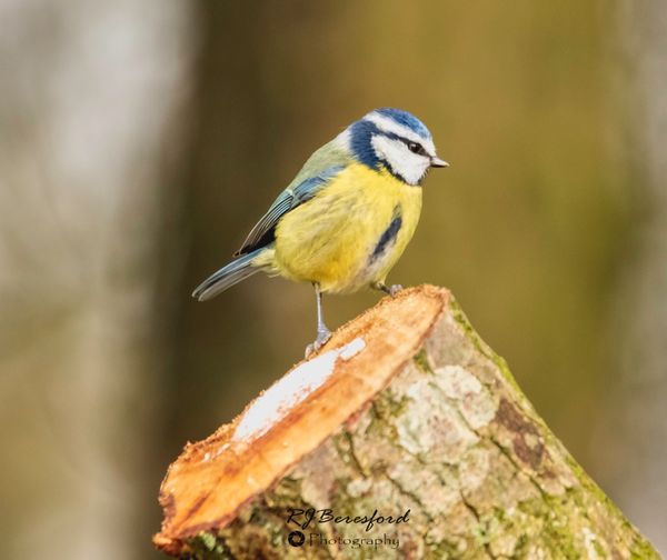 Blue Tit