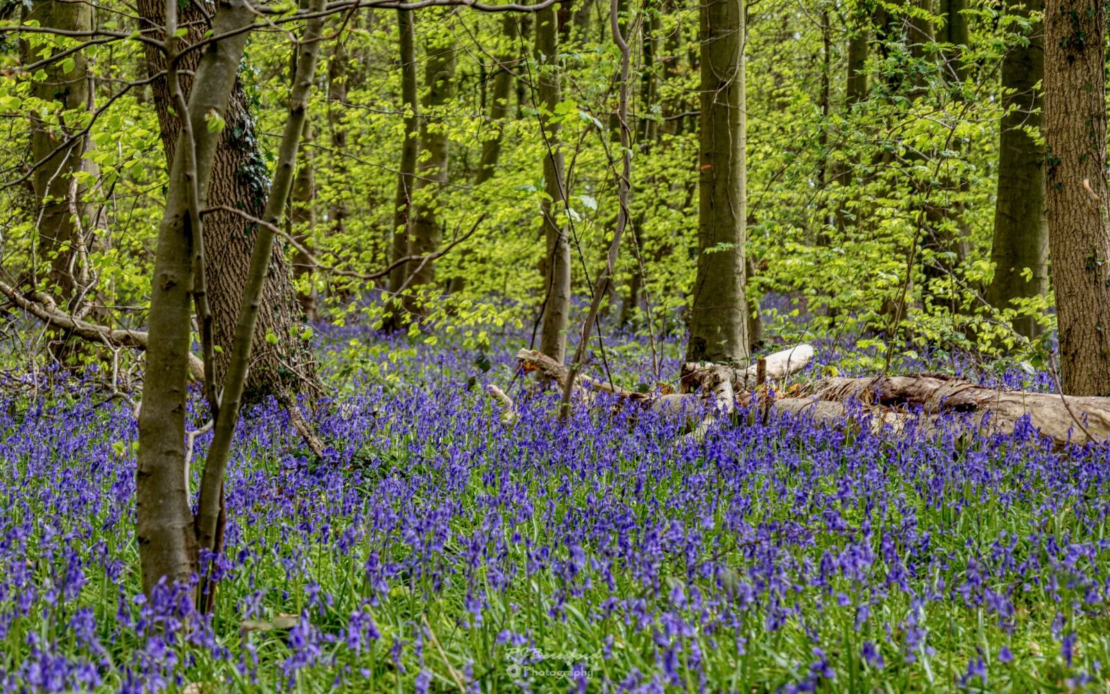 Bluebells