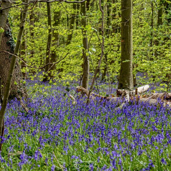 Bluebells