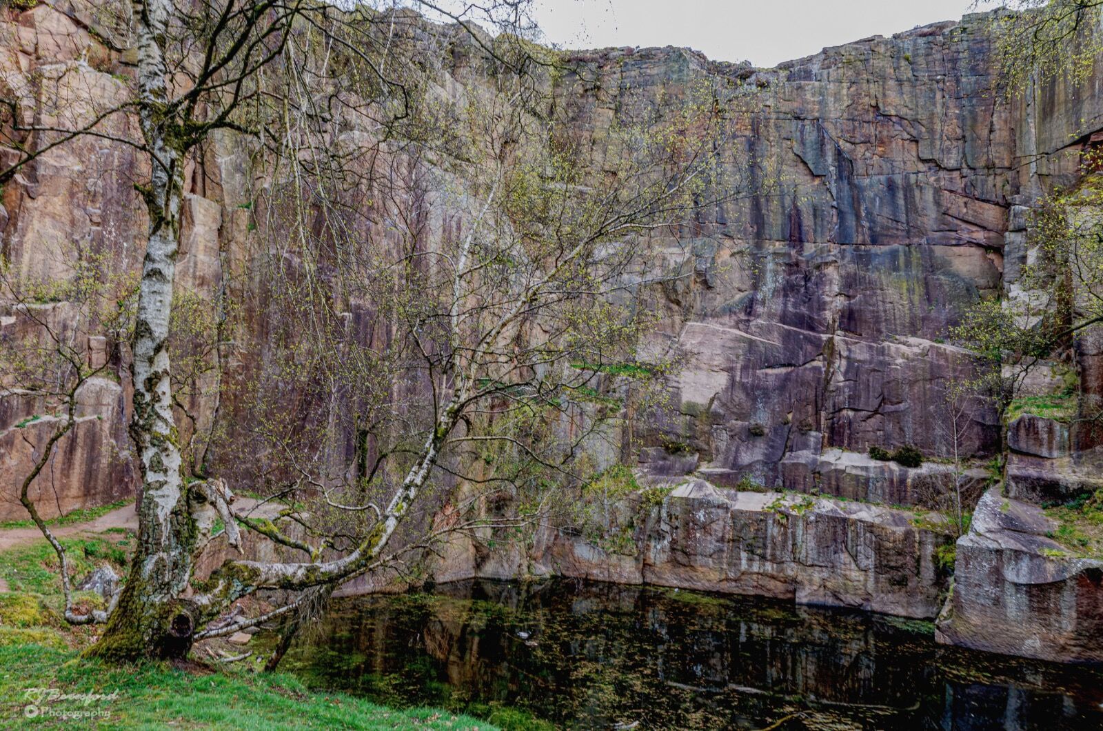 Bolehill Birch