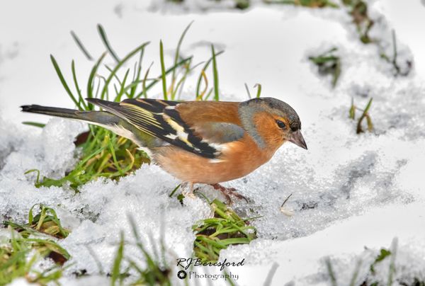 Chaffinch in Snow