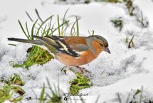 Chaffinch in Snow