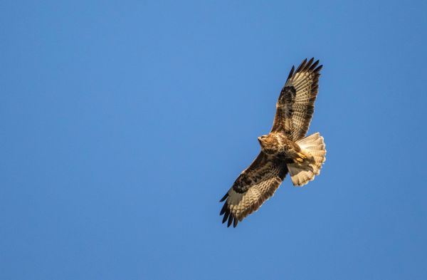 Common Buzzard