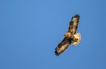 Common Buzzard
