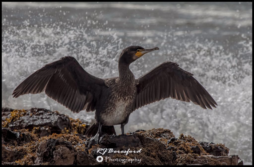 Cormorant Basking