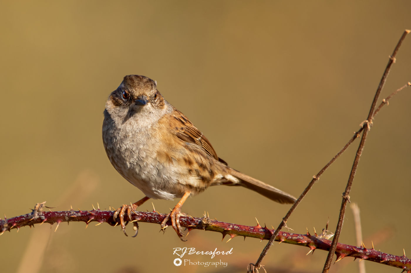 Dunnock