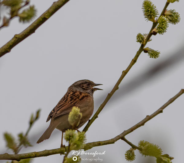 Dunnock Singing