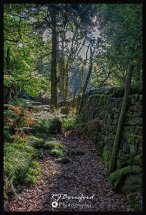Enchanted Woodland
