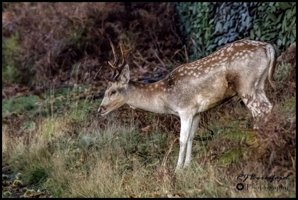 Fallow Deer Stag