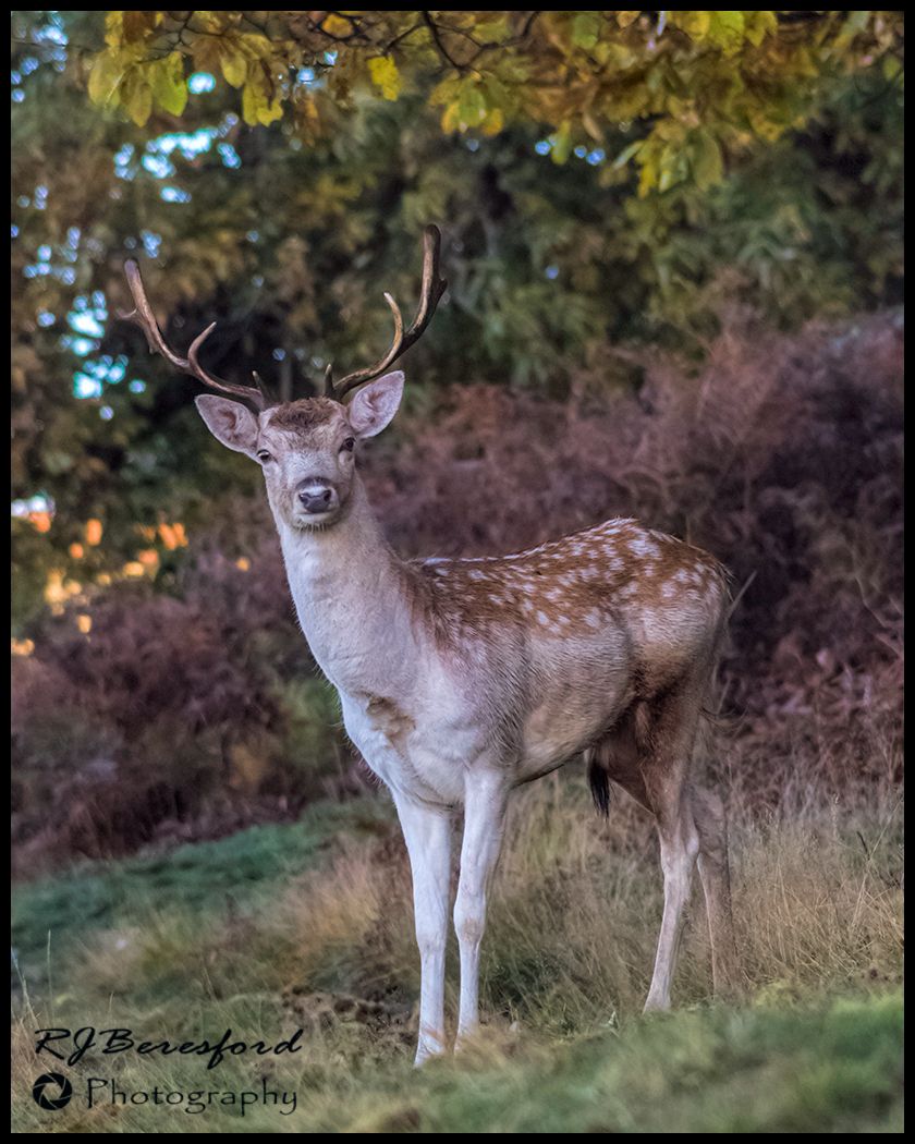 Fallow Deer Stag