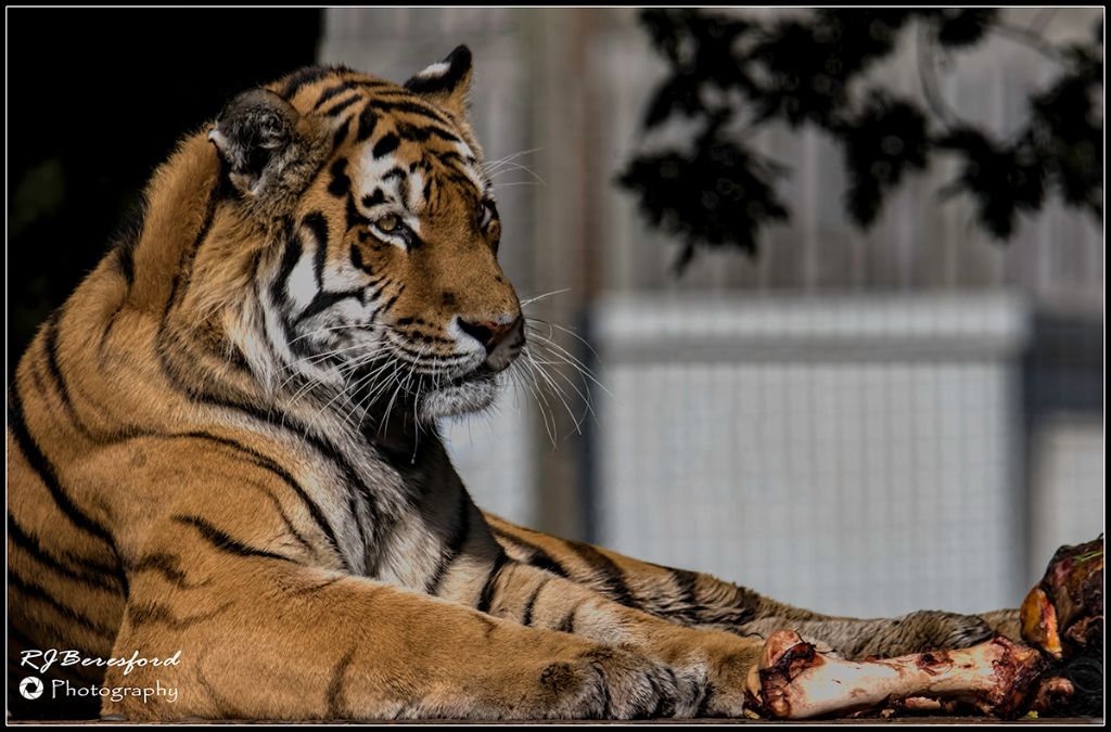 Feeding Time