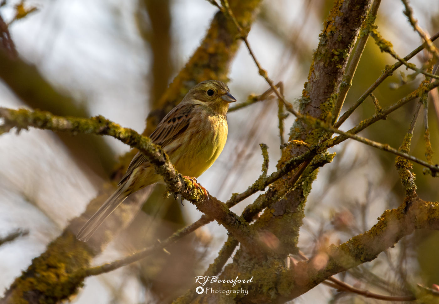 Female Yellowhammer