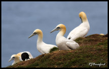 Gannets