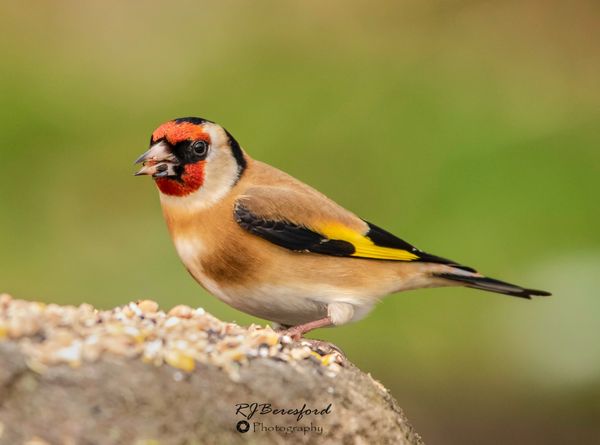 Goldfinch Feeding