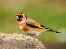 Goldfinch Feeding