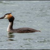 Great Crested Grebe