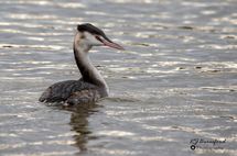 Great Crested Grebe